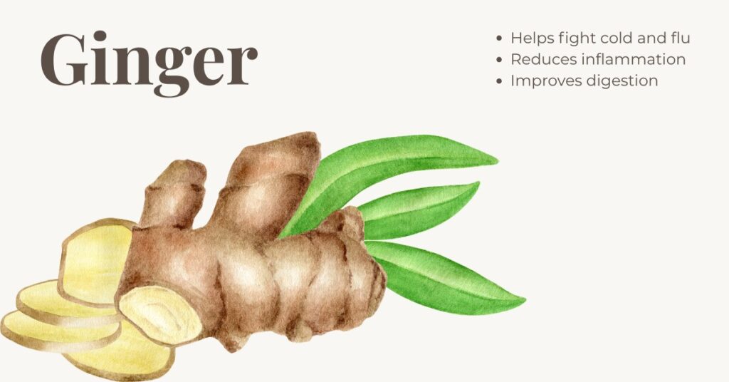 Ginger root – natural remedy that helps fight cold and flu and supports healthy digestion