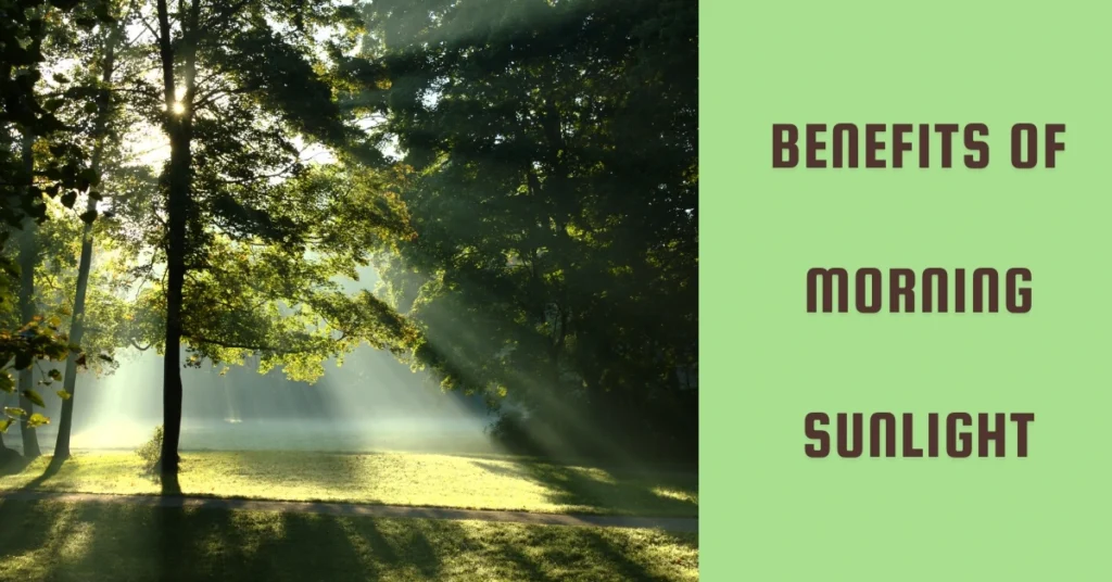 “Benefits of morning sunlight with sun rays shining through trees in a peaceful green park”